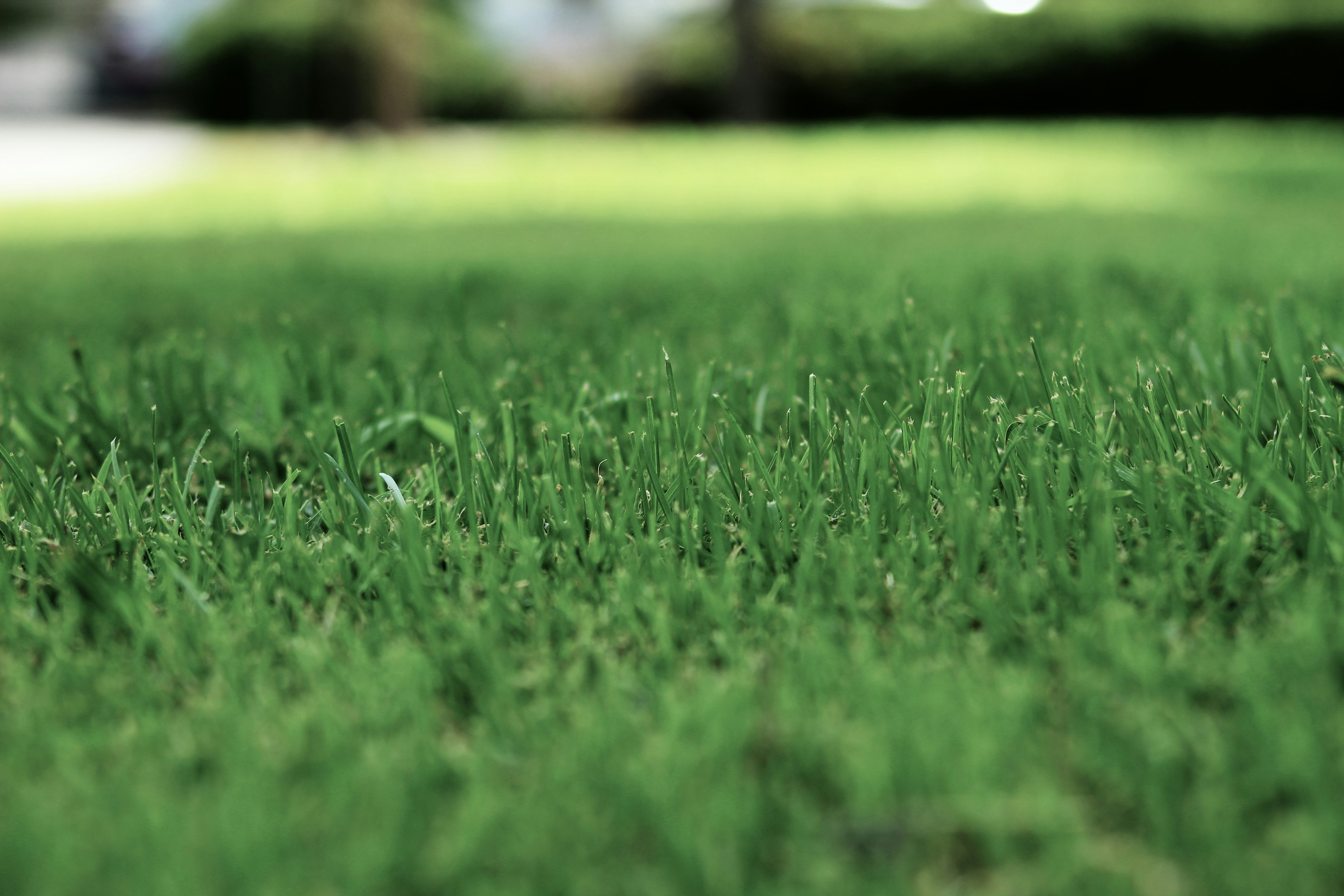 How Much Does Lawn Mowing Cost in Brisbane & the Gold Coast?
