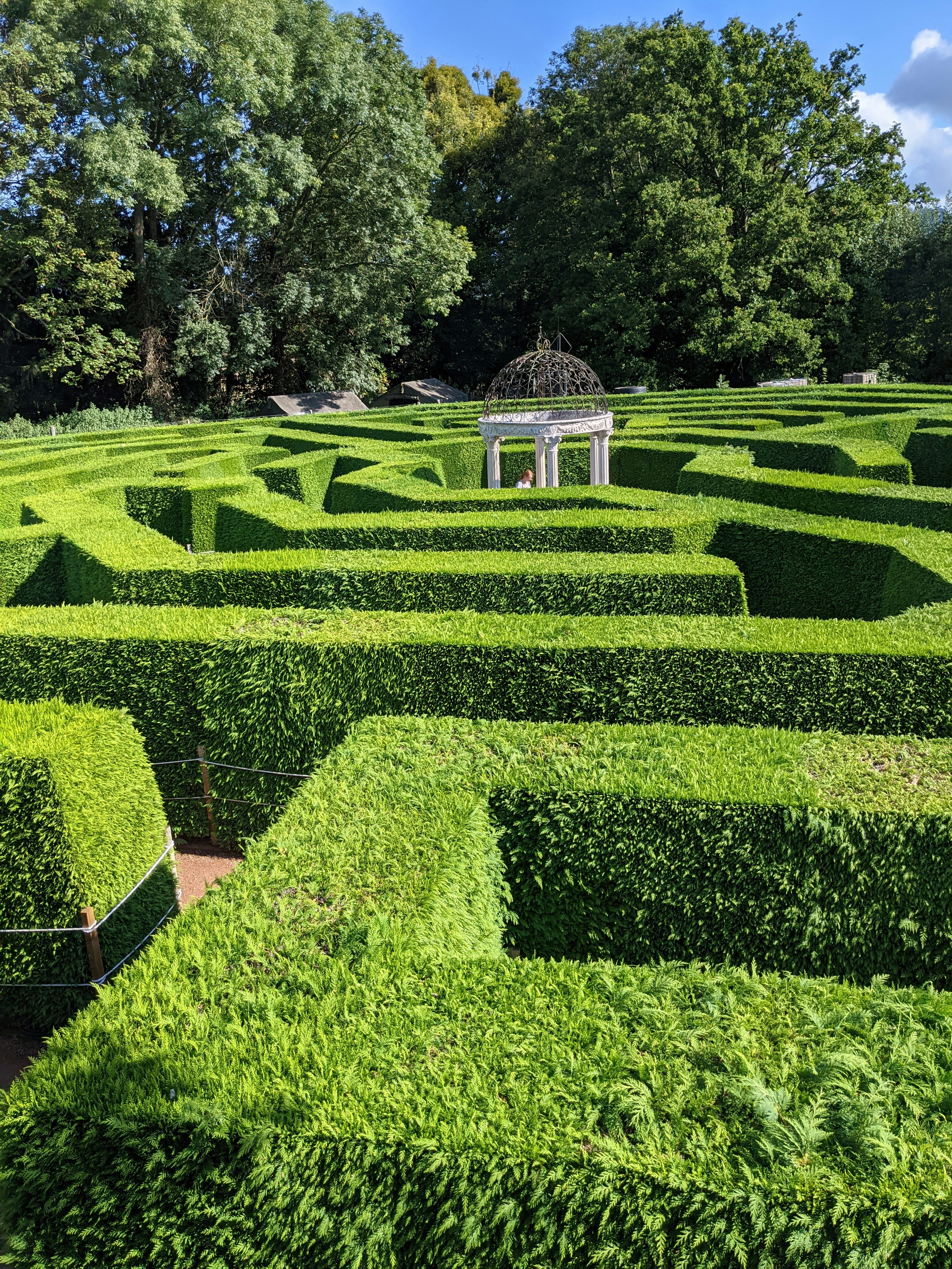 When Should You Trim Hedges in Brisbane? A Species-by-Species Timing Guide