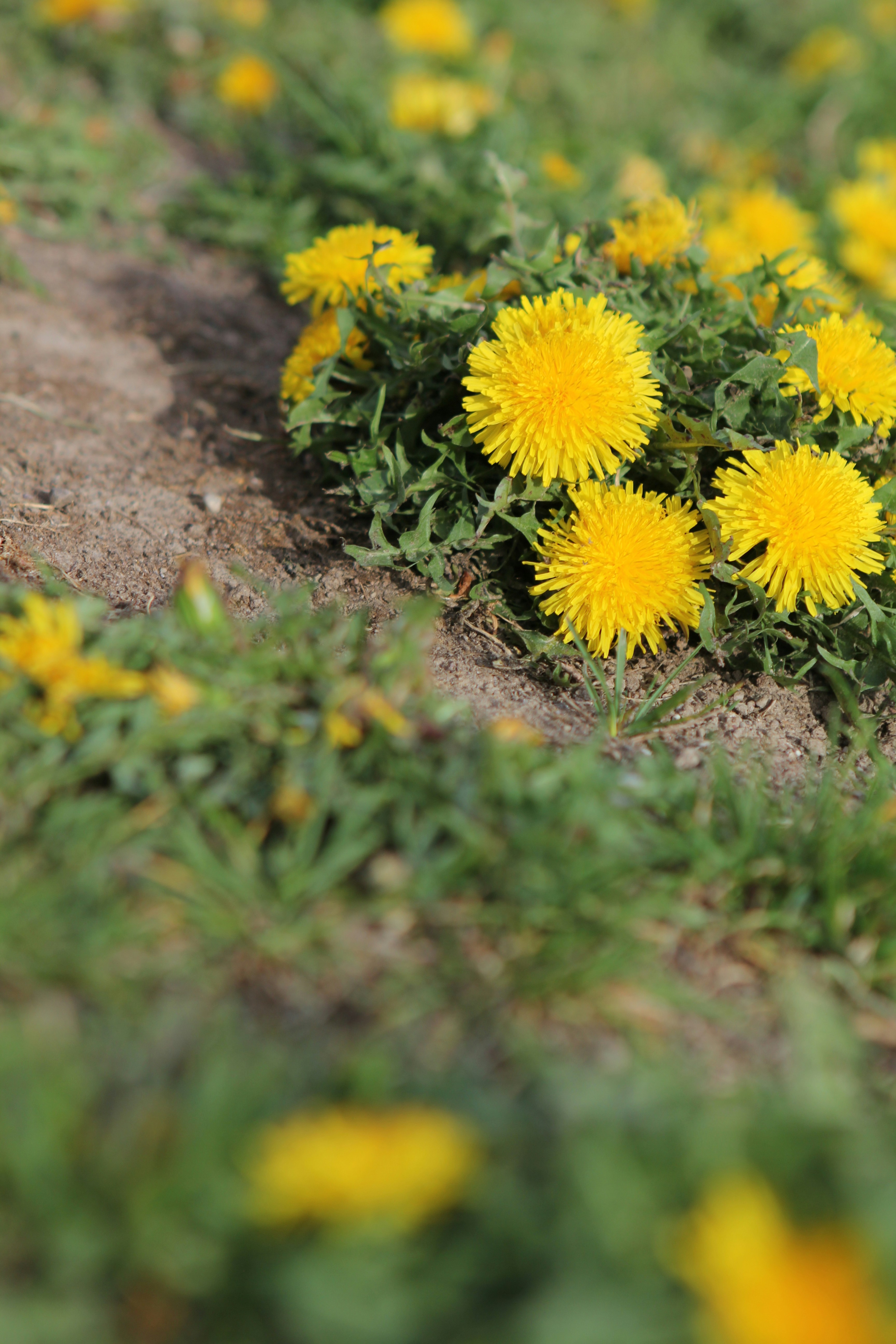 Common Lawn Weeds in South-East Queensland (and How to Actually Get Rid of Them)